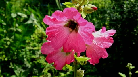 Pink-red mallow Stock Footage 213899912