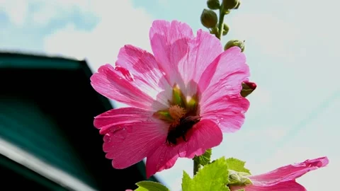 Pink-red mallow Stock Footage 213904184
