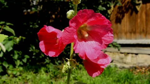 Pink-red mallow Stock Footage 213913853