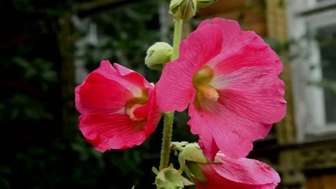 Pink-red mallow Stock Footage 213919393