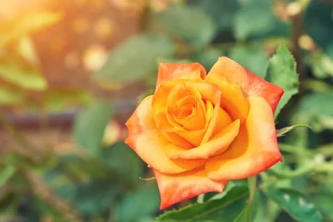Pink red rose Stock Photos