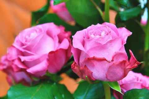 Pink with red roses Stock Photos