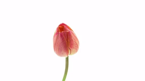Pink red tulip flower blooming timelapse Stock Footage 79426331