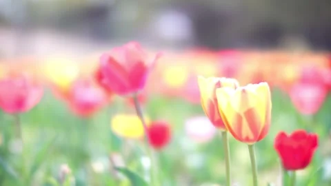 Pink, red, yellow, multi-colored, colorful tulip swaying in wind, flower carpet, Stock Footage 252728710