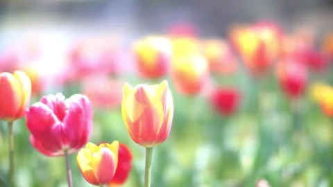 Pink, red, yellow, multi-colored, colorful tulip swaying in wind, flower carpet, Stock Footage 252731652