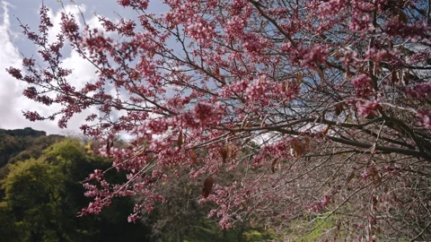 Pink Redbud Tree Blooming in Spring Stock Footage 314895556