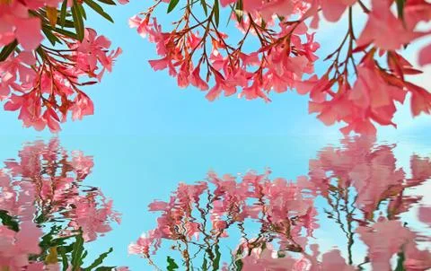 Pink reflection Stock Illustration