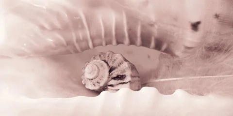 Pink retro shell Stock Photos