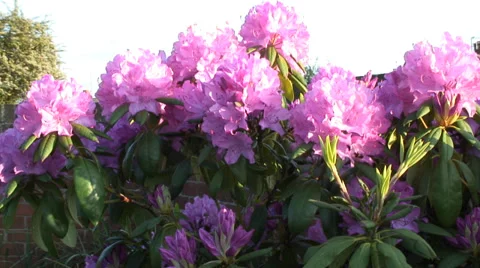 Pink Rhododendron in flower-01 Stock Footage 38246745