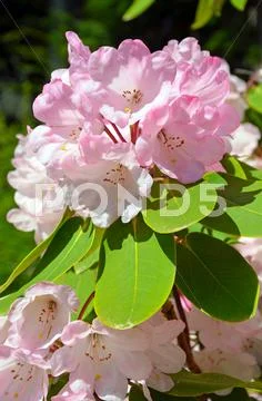 Pink rhododendron flowers Stock Photos