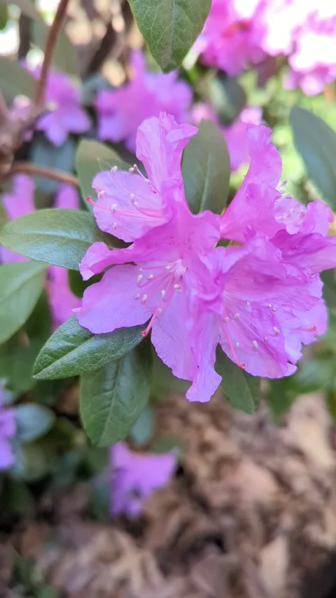 Pink rhododendron Stock Footage 298788966