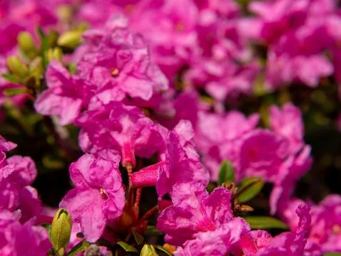 Pink rhododendron 스톡 사진