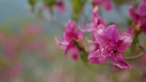 Pink rhododendron in springtime. Close-up shot of purple flower swaying slightly Stock-Footage 154116022