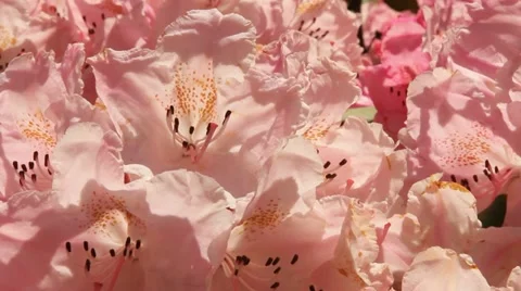 Pink Rhododendrons Stock Footage 11135875