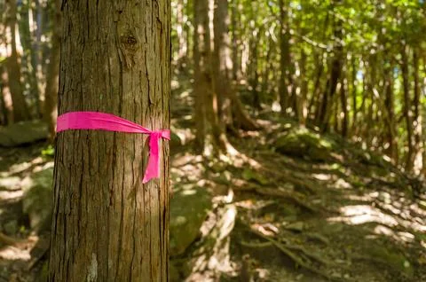 Pink ribbon marker on cedar tree in forest Stock Photos