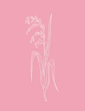 Pink rice herb vector Stock Illustration