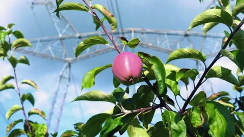 Pink ripe apple Stock Footage 137701202