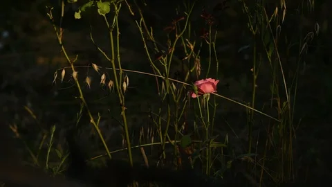 Pink rode flower at the sundown close up still shoot Stock Footage 111404683