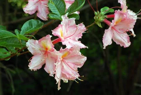 Pink rododendron Stock Photos