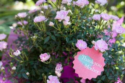Pink rosa chinensis cv. minima for Mothers Day Stock Photos