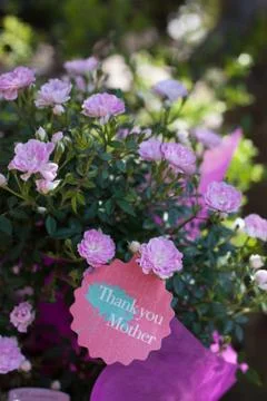 Pink rosa chinensis cv. minima for Mothers Day Stock Photos