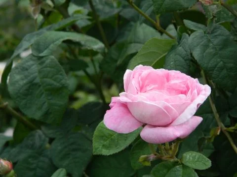 Pink rose 2 Stock Photos