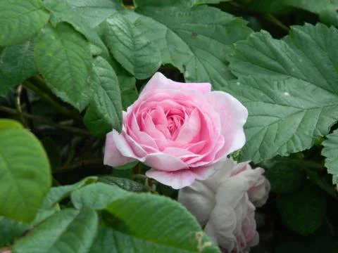 Pink rose 4 Stock Photos