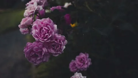 Pink rose among other plants 3d zoom effect Stock Footage