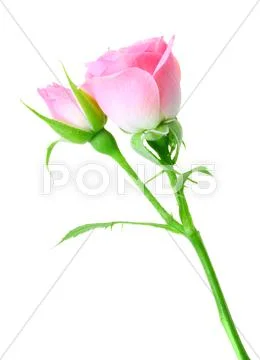 Pink rose and bud on a green stalk Stock Photos