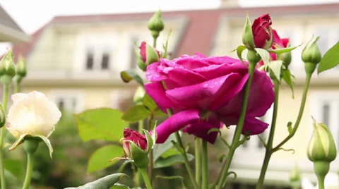 Pink rose and drops Stock Footage 34506532