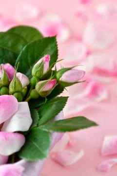 Pink rose arraignment Stock-Fotos