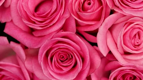 Pink rose background. Stock Footage 141074101
