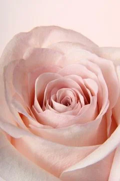 Pink rose background on light background. Texture. Close up of the rose. Stock Photos