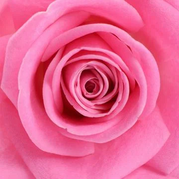 Pink rose  as a background Stock Photos