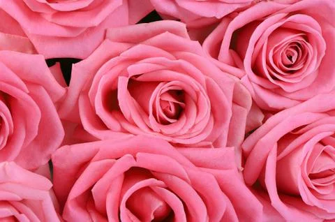 Pink rose  as a background Stock Photos