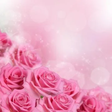 Pink rose  as a background Foto stock
