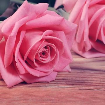 Pink rose  as a background Stock Photos