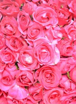 Pink rose background Stock Photos