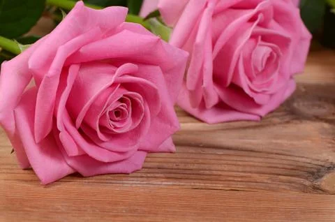 Pink rose  as a background Stock Photos