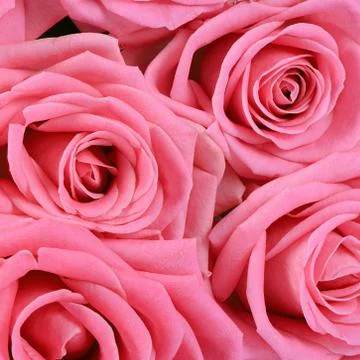 Pink rose  as a background Stock Photos