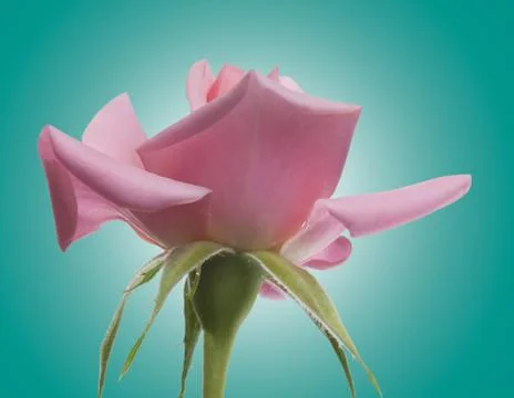 Pink rose on a background Stock Photos