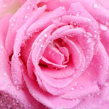 Pink rose  as a background Stock Photos