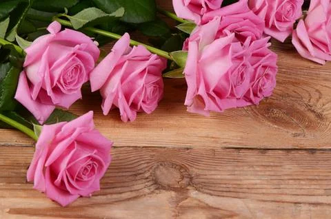Pink rose  as a background Stock Photos