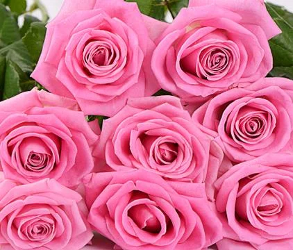 Pink rose  as a background Foto stock