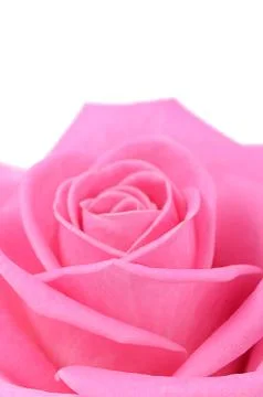 Pink rose  as a background Stock Photos