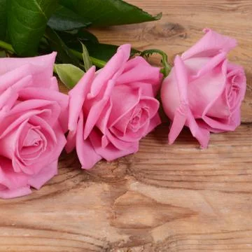 Pink rose  as a background Stock Photos