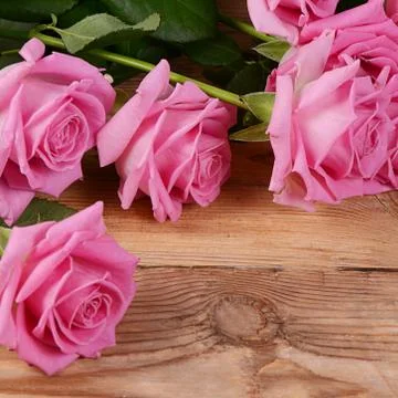 Pink rose  as a background Foto stock