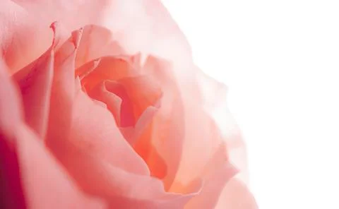 Pink rose on background Stock Photos