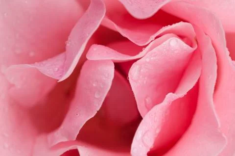 Pink rose background Stock Photos
