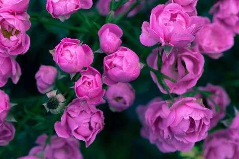Pink rose background Stock Photos